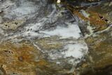 Colorful, Hubbard Basin Petrified Wood Slab #141111-1